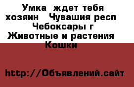 Умка  ждет тебя, хозяин - Чувашия респ., Чебоксары г. Животные и растения » Кошки   